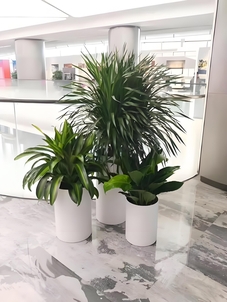 探索宁波花卉租赁方案，发现花卉租赁新可能